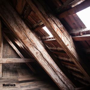 attic mold removal