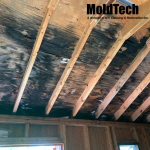 attic mold removal in Toronto