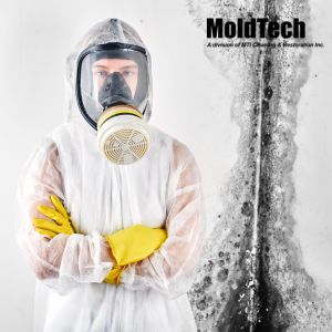 attic mold removal toronto