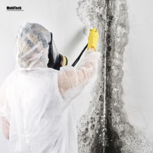 Understanding the Health Risks of Living with Black Mold