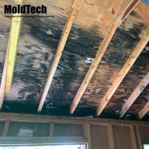 Black Mold Removal Attic