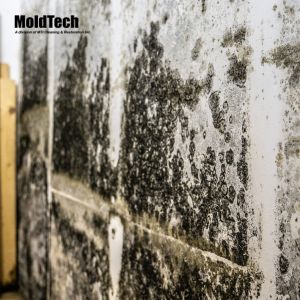 black mold removal