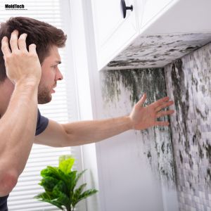 How to Prevent Black Mold Growth After Professional Removal