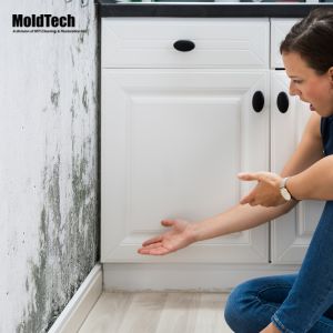 Mold Prevention Tips for Mississauga Residents in 2024