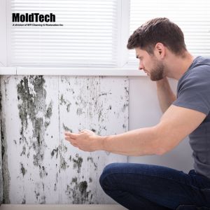 mold remediation in mississauga