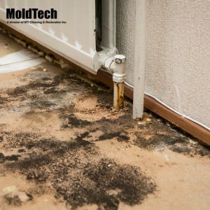 mold remediation mississauga