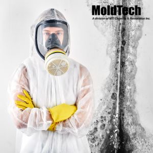 mold remediation vaughan