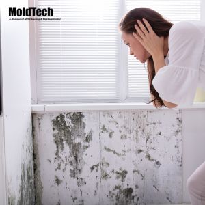 mold removal vaughan