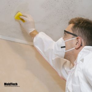 mold removal mississauga