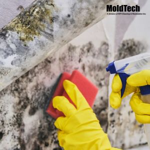 mold removal in toronto