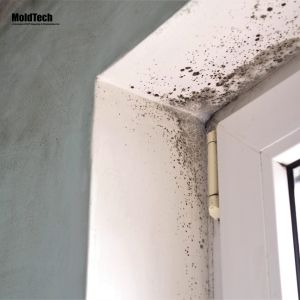 mold removal in toronto