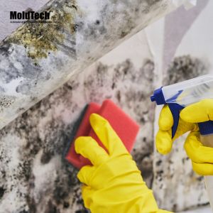 mold removal toronto