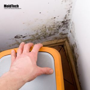 mold testing vaughan