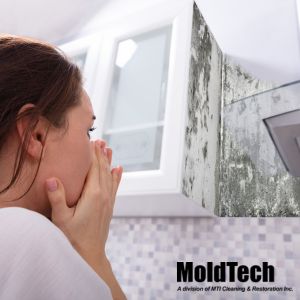 mold removal vaughan