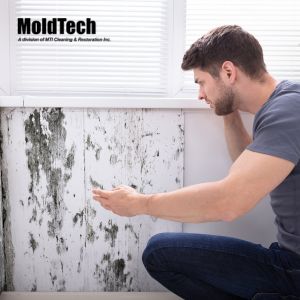 mold removal vaughan