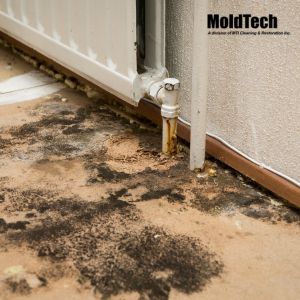 mold removal vaughan