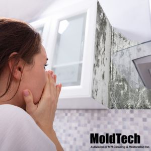 mold removal vaughan